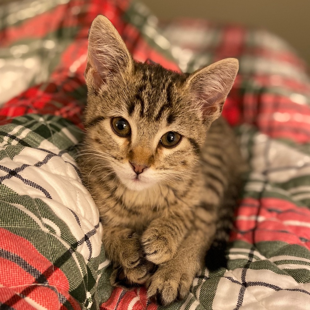 Meet your Posher, Abby